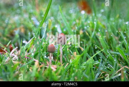 A liberty cap mushroom (Psilocybe semilanceata), known for its hallucinogenic properties, grows in a grassy field in Shropshire, England. Stock Photo