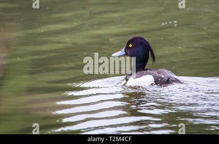 Adult male tufted duck (Aythya fuligula) swimming in a pond at the Wood Lane Nature Reserve in Shropshire, England. Stock Photo