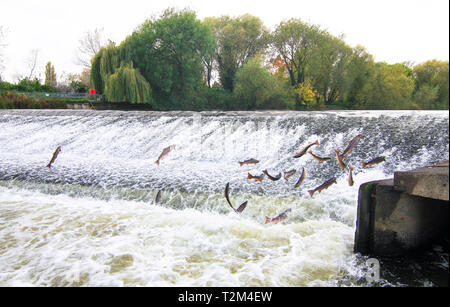 Atlantic salmon (Salmo salar) jump out of the water at the Shrewsbury Weir on the River Severn in an attempt to move upstream to spawn. Shropshire, En Stock Photo