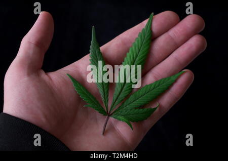 A green fan leaf of a cannabis sativa indica hybrid (often called marijuana or weed) held in the hand of a home cultivator on a black background. Stock Photo