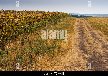 Late summer in the rural Moldavia, in the north east of Romania. Road next to the fields of dry sunflower Stock Photo