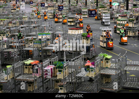 Workers of the company distribute the boxes of flowers to be sent to their buyers. This auction is one of the largest flower auctions in the world. Stock Photo