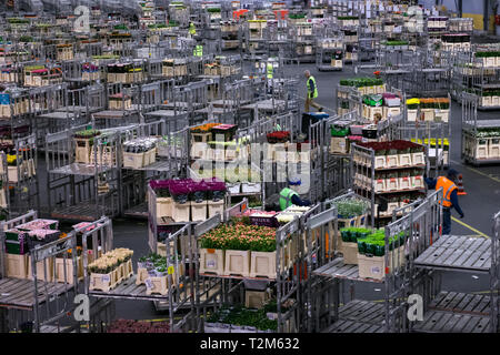 Workers of the company distribute the boxes of flowers to be sent to their buyers. This auction is one of the largest flower auctions in the world. Stock Photo