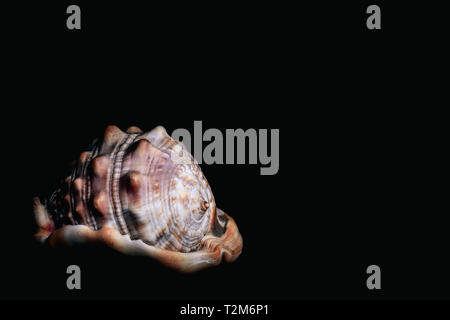 A tropical shell isolated on a black background in the dark Stock Photo