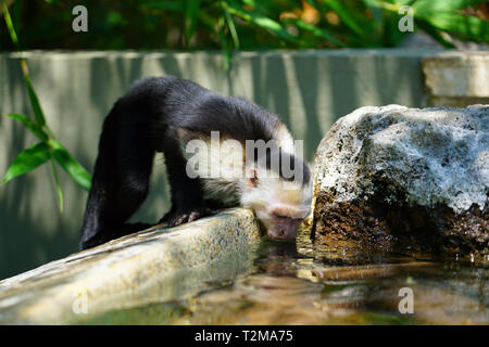 A white-headed capuchin monkey (cebus capucinus) by the pool in Peninsula Papagayo, Guanacaste, Costa Rica Stock Photo