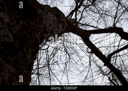 Winter tree Stock Photo