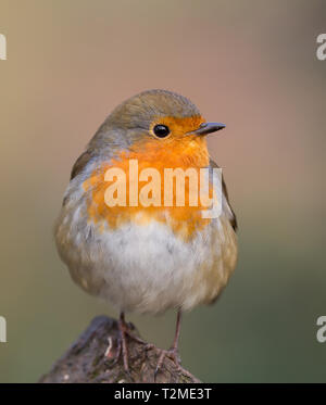 Detailed close front view of a UK robin bird (Erithacus rubecula) perched on tree stump, isolated in natural UK woodland setting, winter morning.