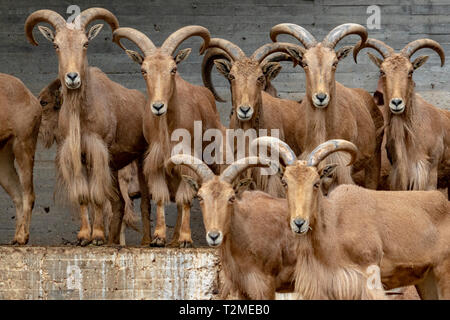 many of barbary sheep group looking at you Stock Photo