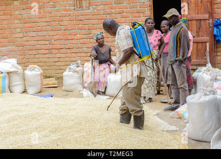 Malawian man treating maize with a chemical sprayer Stock Photo