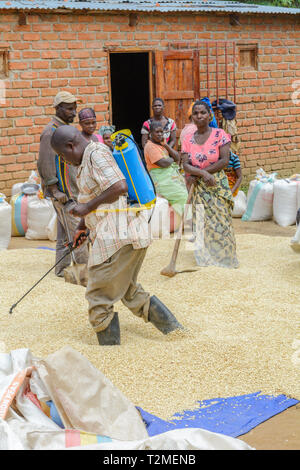 Malawian man spraying maize with a chemical treatment Stock Photo