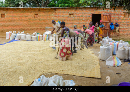 team of Malawian men and women treating maize with a chemical treatment prior to storage Stock Photo