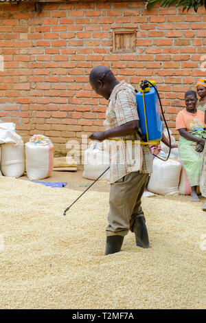 Malawian man spraying maize with a chemical treatment prior to storage Stock Photo