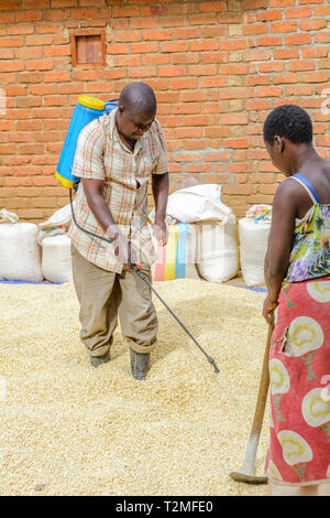 Malawian man spraying maize with a chemical treatment prior to storage Stock Photo