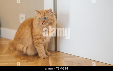 Beautiful ginger long hair cat walking around the house, sitting on the floor at home Stock Photo