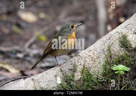 A female Hill Blue Flycatcher (Cyornis banyumas) perched on a moss-covered branch in the forest in North Eastern Thailand Stock Photo