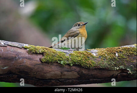 A female Hill Blue Flycatcher (Cyornis banyumas) perched on a moss-covered branch in the forest in North Eastern Thailand Stock Photo