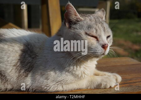 A grey and white cat laying in the sun Stock Photo