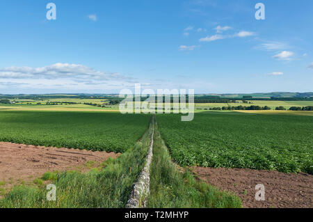 Looking over planted Potato fields separated by a Drystone wall in the Mearns Valley of Angus in Scotland, on a bright Summers afternoon. Stock Photo