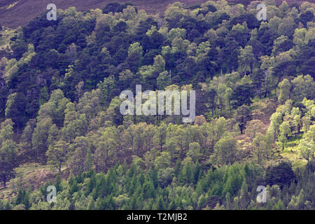 Silver birch Betula pendula and Scots pine Pinus sylvestris forest Glen Feshie Highland Region Scotland Stock Photo