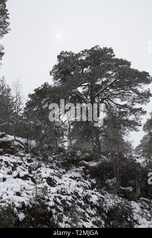 Ancient Caledonian pine forest Glen Affric National Nature Reserve Highland Region Scotland United Kingdom Stock Photo