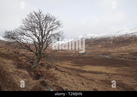 Rowan Sorbus acuparia tree in Glen Dubh Morvern Scotland United Kingdom Stock Photo