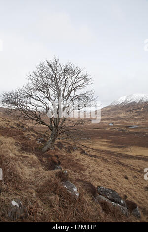 Rowan Sorbus acuparia tree in Glen Dubh Morvern Scotland United Kingdom Stock Photo