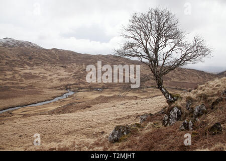 Rowan Sorbus acuparia tree in Glen Dubh Morvern Scotland United Kingdom Stock Photo