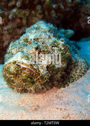 Devil Scorpion fish (Scorpaenopsis Diabola) Stock Photo