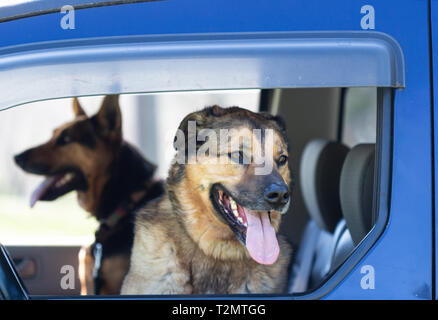 A German Shepherd mix and a Dutch Shepherd mix (Canis lupus familiaris) sit in the front seat waiting, ready for excitement Stock Photo