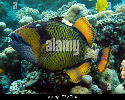 titan triggerfish ( balistoides viridescens). Taking in Red Sea, Egypt Stock Photo