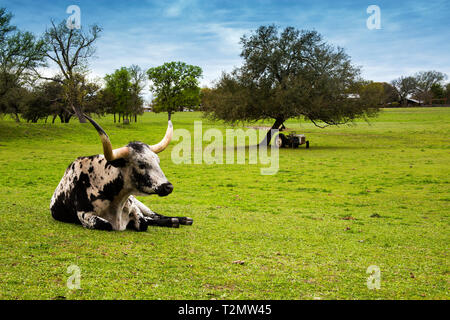 Longhorn Cattle Relaxing on a Hill Country Ranch in Texas Stock Photo