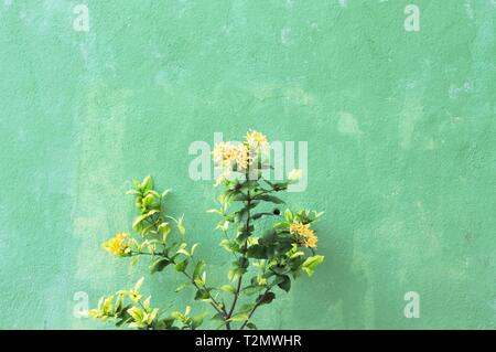Yellow flowers and a green wall background (Ari Atoll, Maldives) Stock Photo