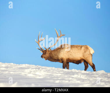 Elk in Yellowstone National Park in late Winter / early Spring, when there is still snow on the ground and before the Elk sheds his antlers Stock Photo