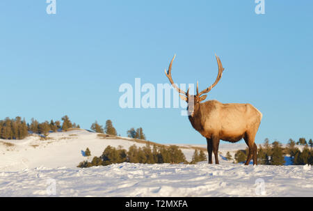 Elk in Yellowstone National Park in late Winter / early Spring, when there is still snow on the ground and before the Elk sheds his antlers Stock Photo