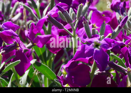 Spring floral background with cute and gentle purple flowers of Campanula portenschlagiana close up view on a sunny day Stock Photo