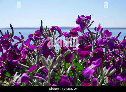 Campanula portenschlagiana vivid purple flowers in front of blue sea and sky. Nature and floral background with room for copy space Stock Photo