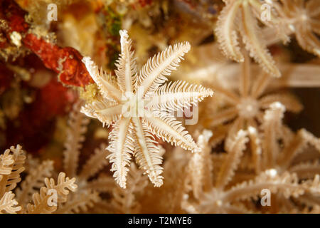 Closeup of white polyps on a tree fern coral Cyathea, dryopteroides, clavularia  also called a palm coral with a red nudibranch hiding behind Stock Photo