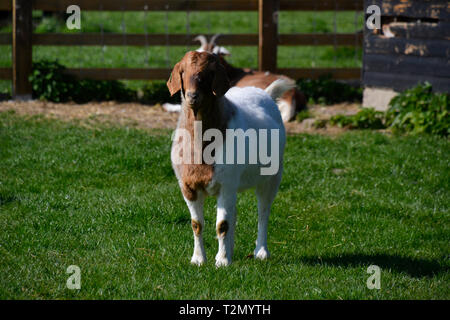 Bucks Goat Centre, Stoke Mandeville, Aylesbury, Buckinghamshire, UK Stock Photo
