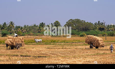 Dindigul, India - March 8, 2018: Agricultural workers bringing in a hay crop in rural Tamil Nadu state Stock Photo