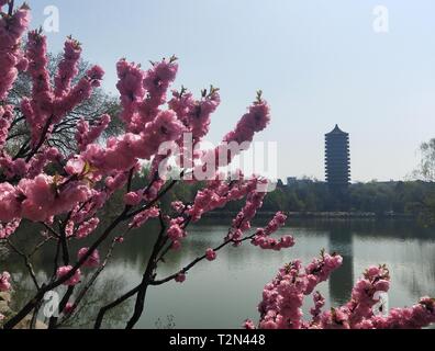 Beijing, China. 3rd Apr, 2019. Photo taken with a mobile phone shows spring scenery in Peking University in Beijing, capital of China, April 3, 2019. Credit: Wei Mengjia/Xinhua/Alamy Live News Stock Photo