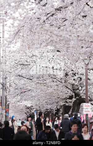 Tokyo, Japan. 3rd Apr, 2019. People enjoy the cherry blossom on bank of Meguro river, in Tokyo, Japan, April 3, 2019. Credit: Du Xiaoyi/Xinhua/Alamy Live News Stock Photo