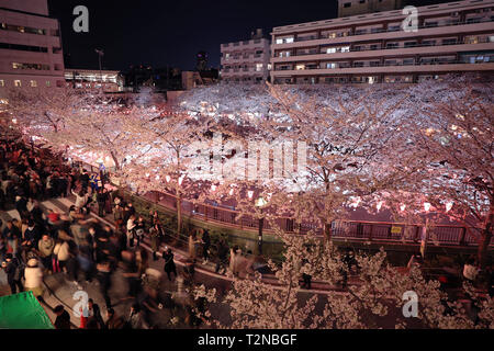 Tokyo, Japan. 3rd Apr, 2019. People enjoy the cherry blossom at night on bank of Meguro river, in Tokyo, Japan, April 3, 2019. Credit: Du Xiaoyi/Xinhua/Alamy Live News Stock Photo