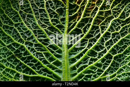 A still life, close-up photograph of a green cabbage leaf - From The Art Workshop by Mike Russell. Stock Photo