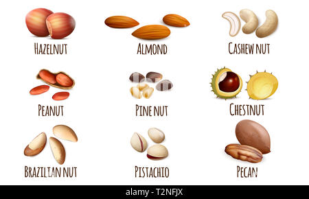 Nut icons set. Realistic set of nut vector icons for web design isolated on white background Stock Photo
