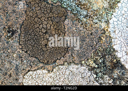 Lichen of different species on a rock Stock Photo