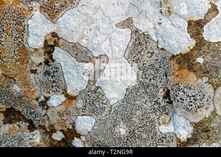 Lichen of different species on a rock Stock Photo