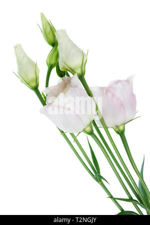 Indoor Easter spring  light pink  carnation flowers and  leaves. Isolated on white studio macro shot Stock Photo