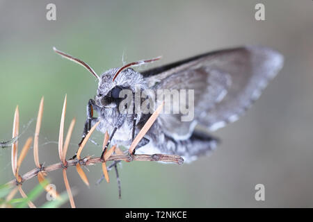 Sphinx pinastri, the pine hawk-moth resting on common juniper, Juniperus communis Stock Photo