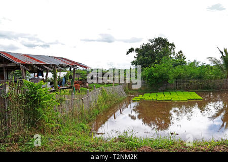 Farm life, wood house with bamboo fence and cow of agricultural at rural in Thailand Stock Photo
