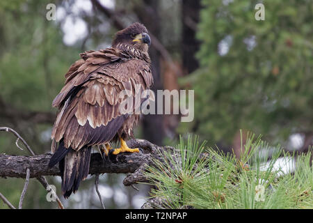 Juvenile bald eagle perched in forest next to Lake Coeur d'Alene, Idaho. Stock Photo